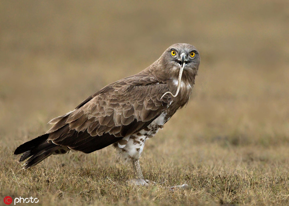 Thế nhưng với ưu thế của kẻ đi săn, đại bàng chân ngắn nhanh chóng theo kịp tốc độ của con rắn, không cho con rắn thêm bất cứ cơ hội nào nữa.