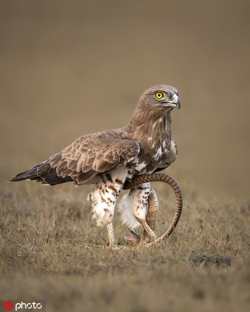 Rõ ràng, trong trận chiến này, con đại bàng chân ngắn là kẻ săn mồi quyền năng còn rắn chuột là con mồi đang cố gắng hết sức chiến đấu để tìm đường sống trong chỗ chết.