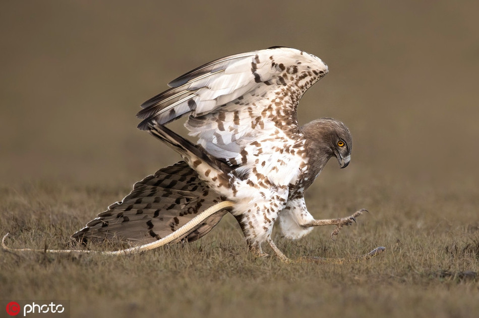 Để chống lại đại bàng, con rắn chuột lợi dụng cơ thể linh hoạt, quấn quanh chân của con đại bàng, đồng thời cũng cố gắng mổ vào cơ thể của kẻ thù.