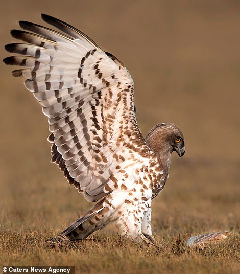 Trước khi nuốt chửng con mồi, đại bàng chân ngắn còn quay người, nhìn thẳng vào ống kính của anh Sambath như muốn khoe khoang thành tích đi săn của mình.