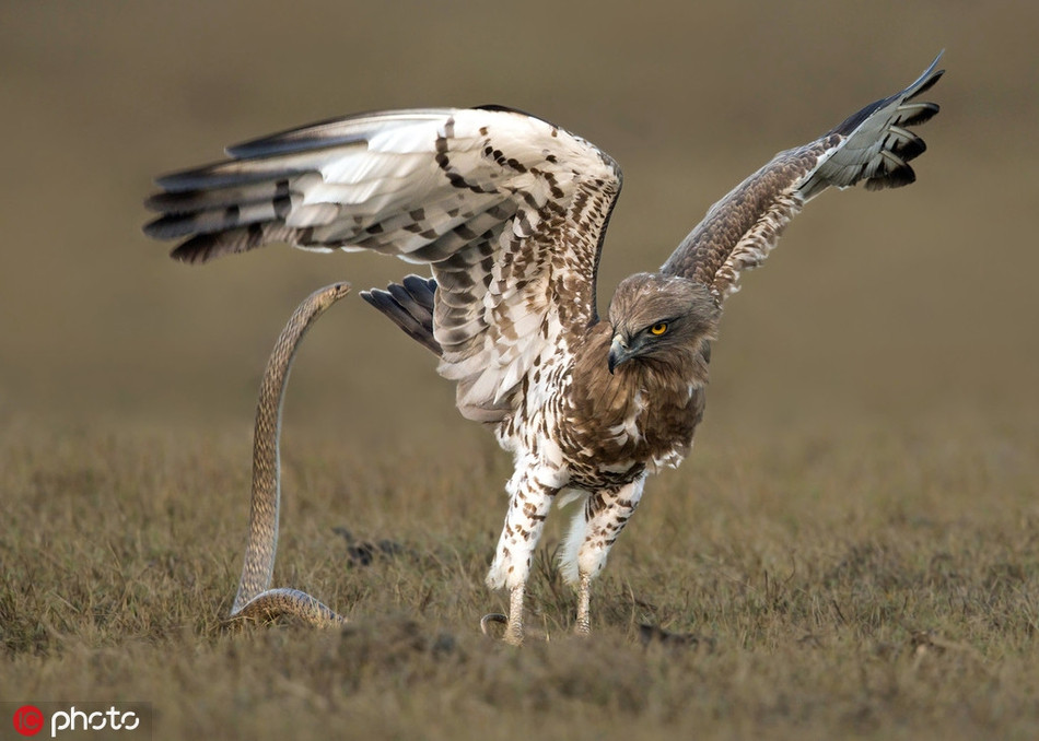 Ngay khi con rắn rướn người lên để mổ, chim đại bàng thò vuốt sắc ra và chỉ trong chốc lát đã tóm gọn con rắn, đưa con rắn vào miệng.