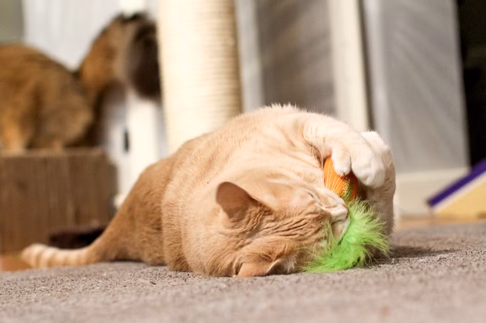 Hành trình giảm cân của chú mèo béo ú Bronso cũng thường xuyên được cập nhật trên trang Instagram cá nhân. Mike và Megan hy vọng rằng hành trình giảm cân của Bronso sẽ truyền cảm hứng cho mọi người, giúp mọi người có quyết tâm giảm cân, sống lành mạnh hơn.