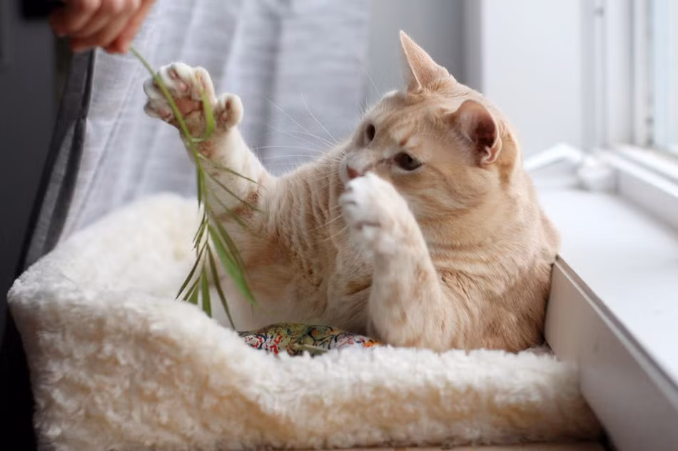 Bronso, một chú mèo siêu béo buộc phải giảm cân đã trở nên nổi tiếng trên mạng xã hội nhờ quá trình giảm cân của mình. Trên trang Instagram, mèo béo ú Bronso có hàng chục ngàn người hâm mộ, theo dõi.