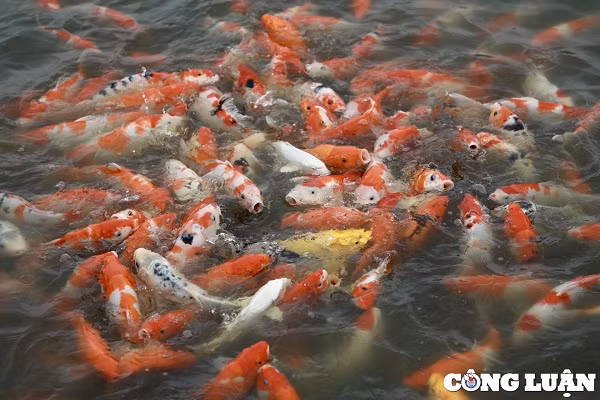 Gioi tre Ha Noi thich thu voi hang nghin chu ca Koi Ho Tay-Hinh-6