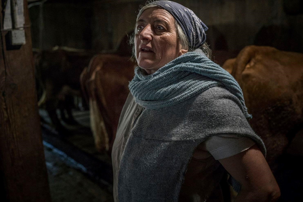 Lidia Laurent bên trong chuồng bò, đang kiểm tra những con vật của mình. Ảnh: James Whitlow Delano/Washington Post.