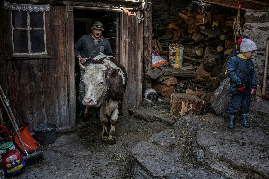 Simone Laurent, một nông dân ở thung lũng, đưa con bò của mình ra ngoài chuồng, bên cạnh cậu con trai nhỏ của anh. Mùa đông năm nay ngắn hơn 38 ngày so với thường lệ, bắt đầu 12 ngày muộn hơn và kết thúc 26 ngày sớm hơn. Khu vực dãy Alps bên phía Pháp chỉ nhận được 20% lượng tuyết rơi mọi năm. Ảnh: James Whitlow Delano/Washington Post.