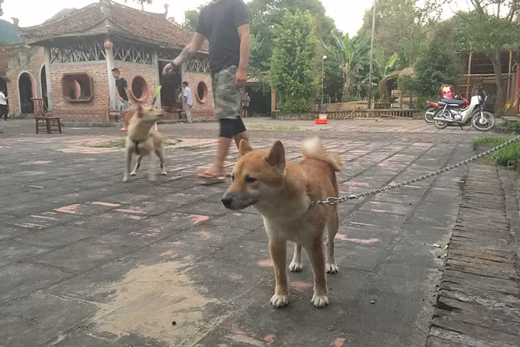 Đến nay, đạo diễn Trần Vũ Thủy chưa công bố chú chó sẽ đóng vai Cậu Vàng.