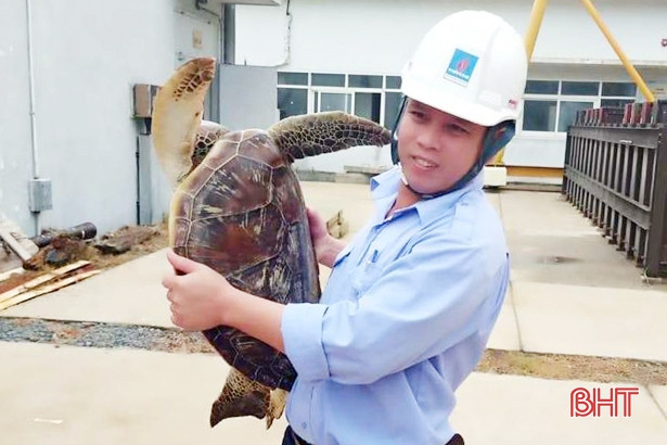 Tha doi moi quy hiem nang hon 10kg ve lai bien Ha Tinh-Hinh-2