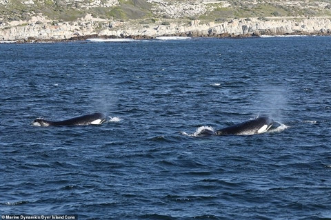 Ca map trang bien mat, lo sat thu khong lo sieu dang so-Hinh-3