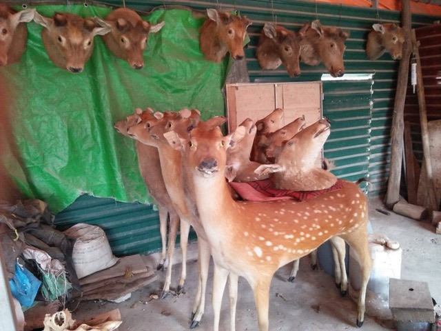 Tại khu vực Thường Tín, Hà Nội, hàng trăm đầu lâu thú được trưng bày khắp các “hang ổ” thú rừng. Cảnh rất oái oăm: Lũ hươu nai thơ ngộ này đứng xếp hàng, cõng vô số đầu đồng loại trên lưng và nhìn xung quanh la liệt nhiều “thi thể” núi rừng khác.