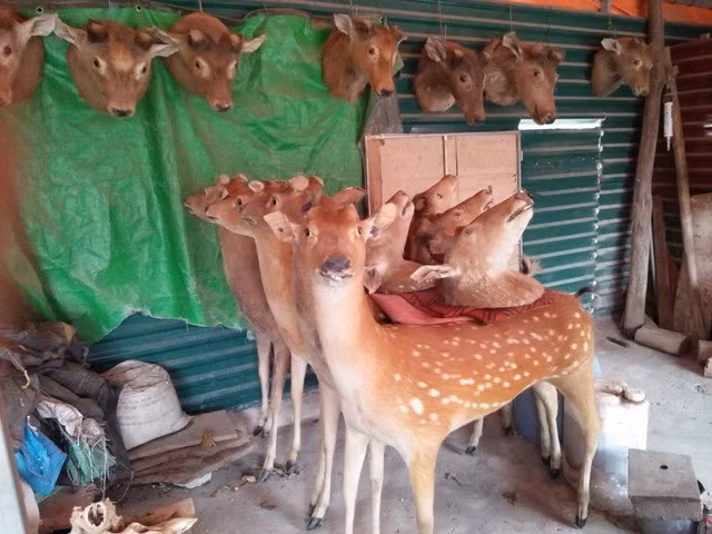 Tại khu vực Thường Tín, Hà Nội, hàng trăm đầu lâu thú được trưng bày khắp các “hang ổ” thú rừng. Cảnh rất oái oăm: Lũ hươu nai thơ ngộ này đứng xếp hàng, cõng vô số đầu đồng loại trên lưng và nhìn xung quanh la liệt nhiều “thi thể” núi rừng khác.