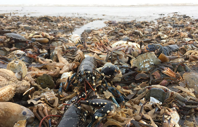 Còn Bex Lynam, nhân viên Tổ chức Động vật Hoang dã Yorkshire cho biết, anh và đồng nghiệp đang hợp tác cùng các ngư dân để thúc đẩy sự bền vững của nghề cá và bảo vệ các loài sinh vật đang vào mùa sinh sản.