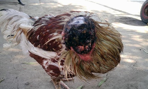 Tính đến nay con gà đã sống được 9 ngày kể từ khi mất đầu