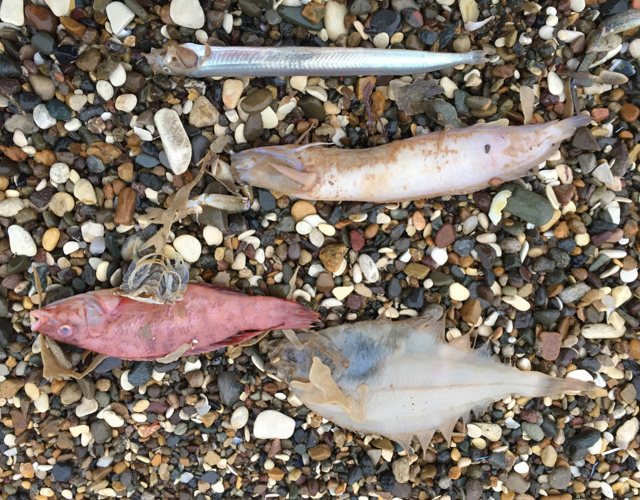 Bão mùa đông Emma đã tấn công nước Anh với mưa to, gió lớn, nhiệt độ giảm xuống mức đóng băng trong bối cảnh quốc gia này cũng đang bị "quái vật từ phương Đông" - tức đợt không khí lạnh đến từ Siberia càn quét.