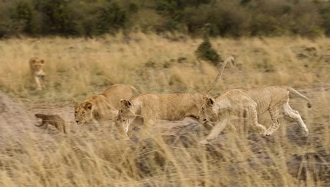 Con vật bỏ chạy trước vòng vây của đàn sư tử.