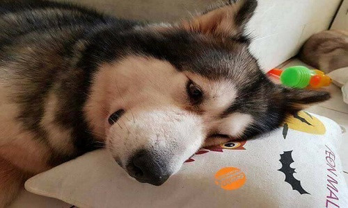 Chú chó dũng cảm cứu gia đình chủ khỏi đám cháy. Nguồn ảnh: Bien Hoa Young