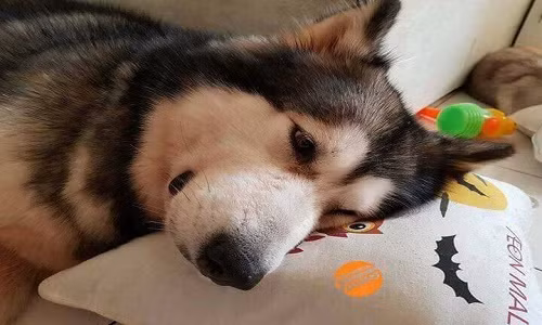 Chú chó dũng cảm cứu gia đình chủ khỏi đám cháy. Nguồn ảnh: Bien Hoa Young