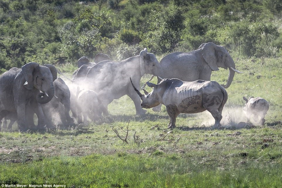 Khi đàn voi chỉ còn cách khoảng 20 mét, trước nguy cơ đe dọa con mình, tê giác mẹ lập tức lao tới tấn công đối thủ.