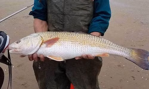 Ảnh minh họa. Ảnh minh họa.