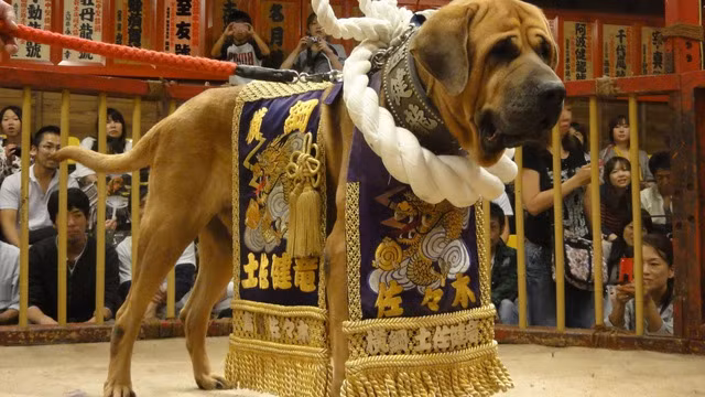 Những trận chọi chó có lịch sử hàng trăm năm tại Nhật, nhưng không hề máu me, chết chóc như ở phương Tây mà chỉ chiếm lấy thế thượng phong và đè chặt đối thủ xuống sàn.