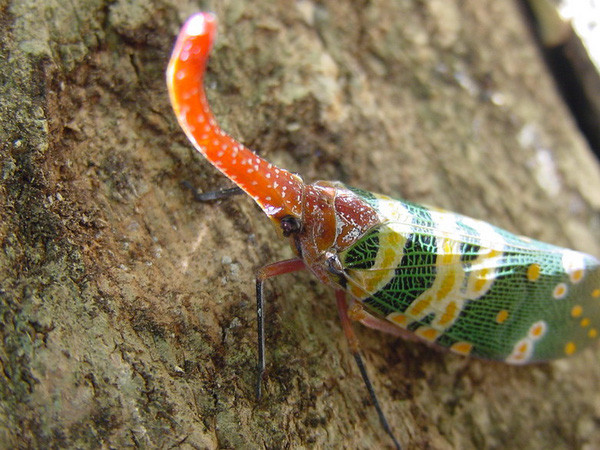 Sinh vật được ví như một tác phẩm độc đáo của tạo hóa