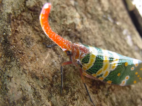 Sinh vật được ví như một tác phẩm độc đáo của tạo hóa