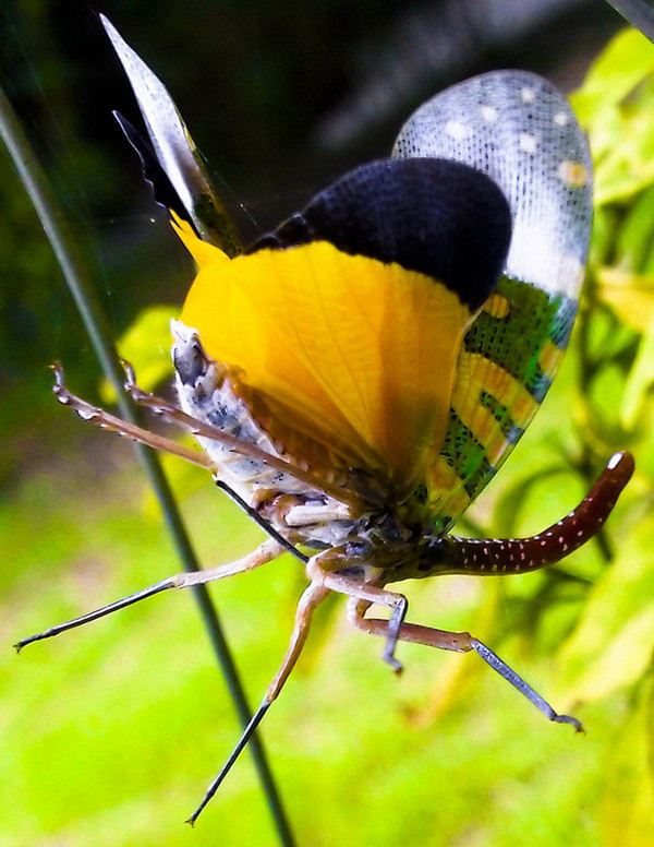 Ve sầu vòi voi có đời sống chủ yếu ở dưới mặt đất dưới dạng ấu trùng