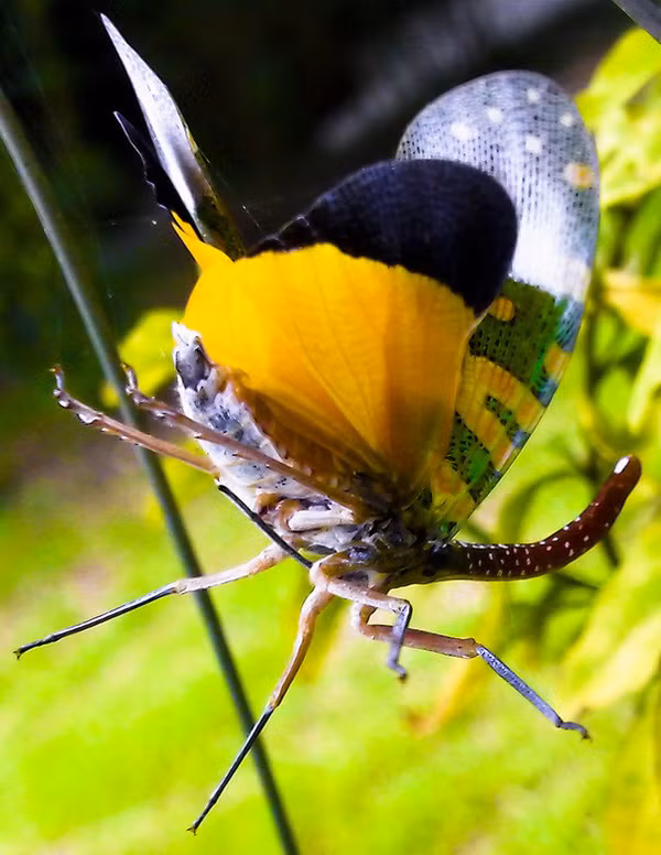 Ve sầu vòi voi có đời sống chủ yếu ở dưới mặt đất dưới dạng ấu trùng