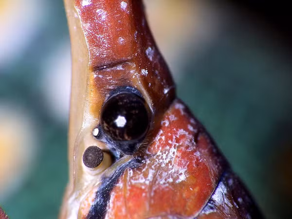 Với chiếc vòi, ve sầu vòi voi giống như một "chú voi thu nhỏ" với chiếc vòi rất dài mọc ra trên đầu. Phần vòi của nó chính là phần miệng kéo dài để hút nhựa cây.