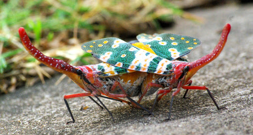 Loài sinh vật này lột xác để trở thành một chú ve tuyệt đẹp trong giai đoạn trưởng thành ngắn ngủi.