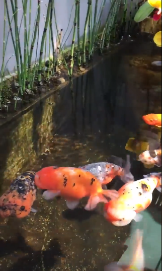 Họ chỉ thông qua giới thiệu thành viên và bất cứ ai lên tiếng phản đối thì người đó sẽ bị loại khỏi hội.