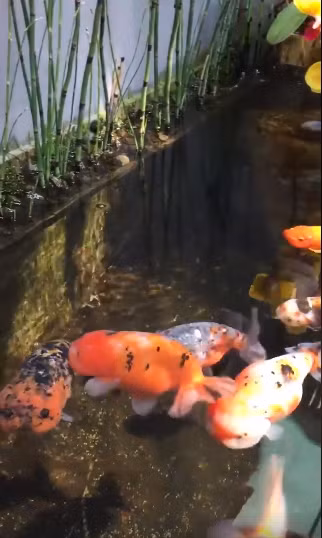 Họ chỉ thông qua giới thiệu thành viên và bất cứ ai lên tiếng phản đối thì người đó sẽ bị loại khỏi hội.