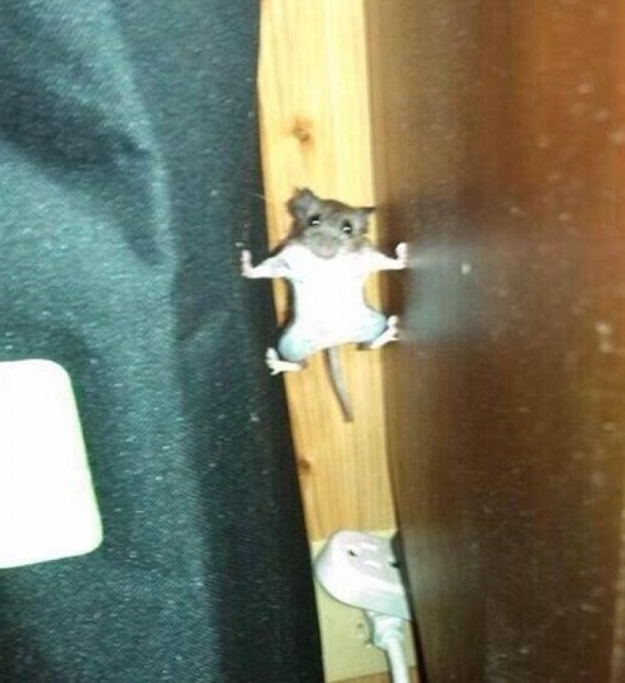 Chú chuột tinh nghịch bị bắt quả tang.