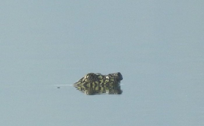 Mới đây, anh Nguyễn Văn Trọng, CTV của Chương trình bảo tồn Rùa Châu Á (ATP) thuộc Tổ chức Indo-Myanmar Conservation (IMC) đã may mắn chụp được hình ảnh cá thể rùa mai mềm ở Đồng Mô nổi lên phơi nắng. Loài rùa sắp tuyệt chủng trên thế giới bất ngờ xuất hiện trở lại tại Việt Nam khiến các nhà khoa học bất ngờ. Một thời gian dài không có ai nhìn thấy "cụ rùa" này.