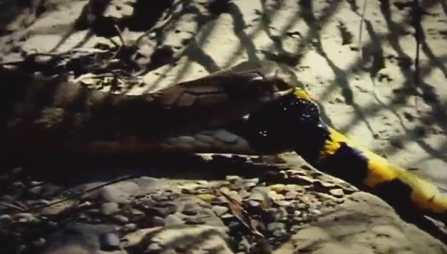 Rắn rào cây trở thành con mồi của hổ mang chúa