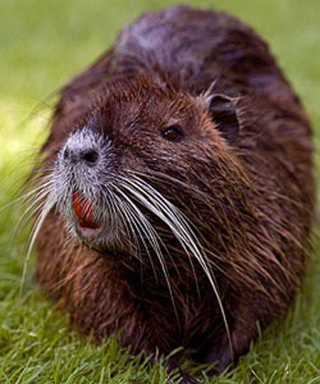 Những con chuột khổng lồ nặng tới 9kg, ngang một đứa trẻ nhỏ, và có thể đẻ tới 16.000 con non chỉ trong ba năm. Đây là chuột hải ly, hay còn gọi là chuột coypu, có nguồn gốc từ Nam Mỹ.