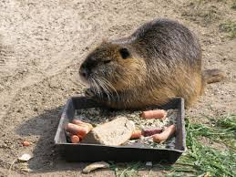 Loài này có thể đẻ ba lứa mỗi năm, mỗi lứa có thể cho ra đời khoảng 20 con non và chúng sống được tới 10 năm.