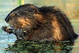 Sinh vật khổng lồ này được thuần hóa, lan khắp thế thế giới và được phát hiện ở cả Canada và châu Âu. Chuột hải ly có hàm răng màu cam, chân có màng và đuôi giống chuột chuột cống.