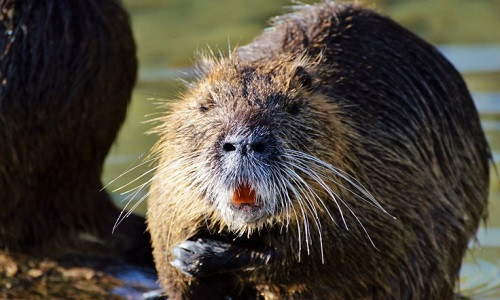 Chúng phàm ăn và có thể ăn bất kỳ hoa màu nào, là động vật xâm hại chuyên phá hủy hoa màu.