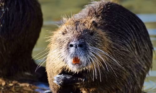 Chúng phàm ăn và có thể ăn bất kỳ hoa màu nào, là động vật xâm hại chuyên phá hủy hoa màu.