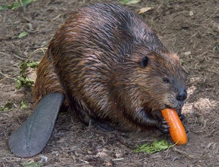 Phòng Cá và Động vật hoang dã California (CDFW) cho biết, chúng có thể phá hủy nghiêm trọng các nguồn tài nguyên địa phương...