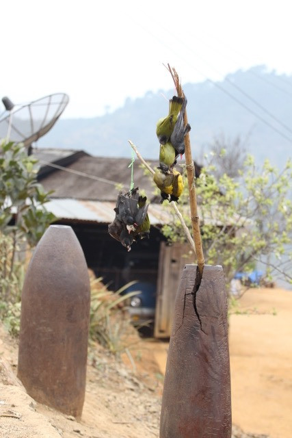 Những linh vật của rừng kia, đang nói gì với chúng ta?