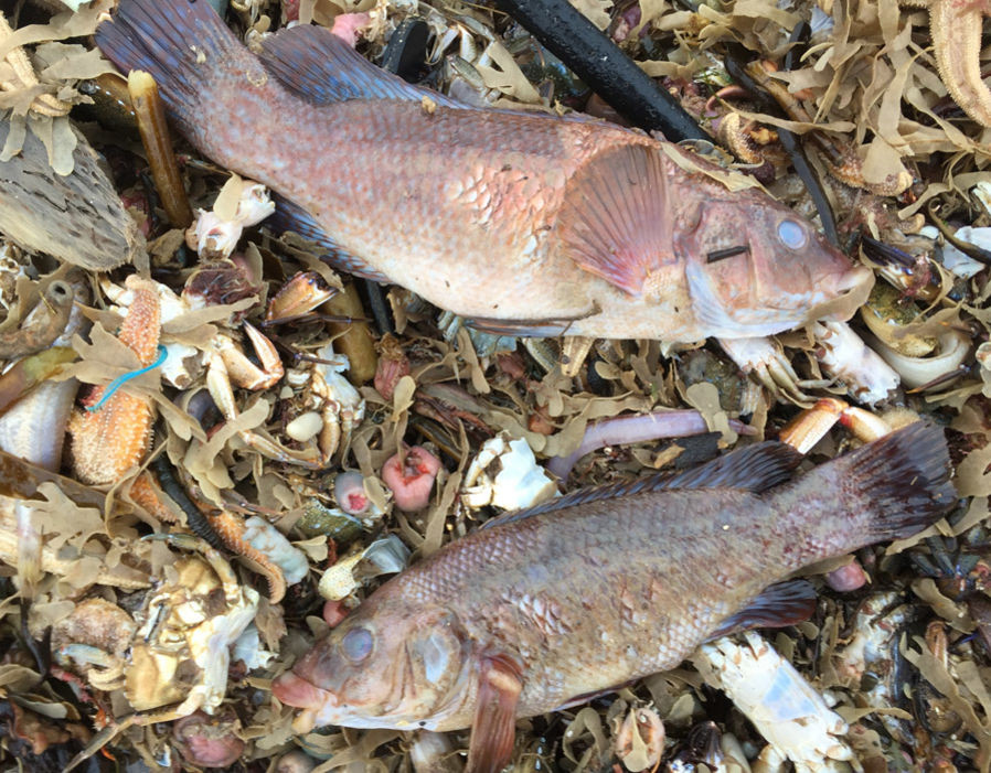 Ngư dân Jack Sanderson đã ở bãi biển Fraisthorpe cùng với một nhóm ngư dân khác để cứu sống những con tôm hùm còn sống và thả chúng về với biển cả.