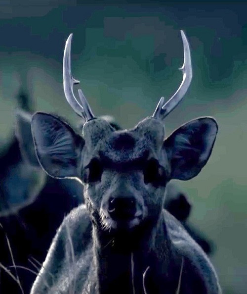 Con mồi của trăn khổng lồ là con hươu với khối lượng 30kg. - Ảnh: Mirror