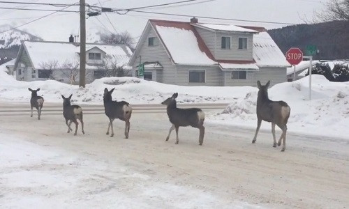 Bầy hươu kì lạ ở Canada.