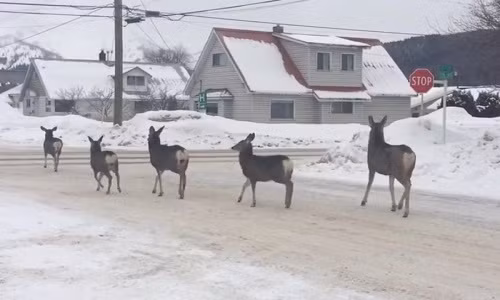 Bầy hươu kì lạ ở Canada.