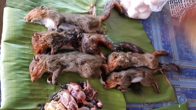 Những con sóc có phép thuật và luôn giúp đỡ con người trong phim “cổ tích” mà trẻ em cả thế giới say mê, giờ đây, chúng nắm đuôi nhau nằm ngay ngắn chờ bị ăn thịt.