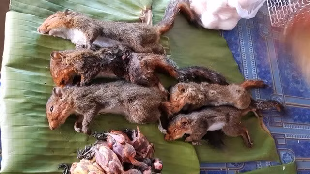 Những con sóc có phép thuật và luôn giúp đỡ con người trong phim “cổ tích” mà trẻ em cả thế giới say mê, giờ đây, chúng nắm đuôi nhau nằm ngay ngắn chờ bị ăn thịt.