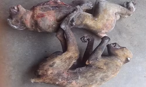 Sẽ chẳng có ai kiểm chứng được chúng tôi đã mất ngủ thế nào, khi nằm trong hang ổ của thợ săn và những kẻ buôn thú rừng quý hiếm xuyên quốc gia để rồi tận mục cảnh bắn giết, chặt đầu, lột da, thui cháy, bẻ răng, nấu cao những con vật vô tội. Chỉ biết rằng, chúng tôi chả bịa ra những điều đó để làm gì. Trong ảnh là hai con khỉ nằm co quắp, được "ông chủ" ở Diễn Châu, Nghệ An moi từ tủ đông ra với mong muốn bán cho chúng tôi (nhà báo nhập vai). Ảnh: Tâm Am.