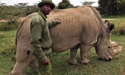 Tê giác trắng đực duy nhất trên Trái Đất từng được bảo vệ 24/7 tại Kenya Tê giác trắng đực duy nhất trên Trái Đất từng được bảo vệ 24/7 tại Kenya